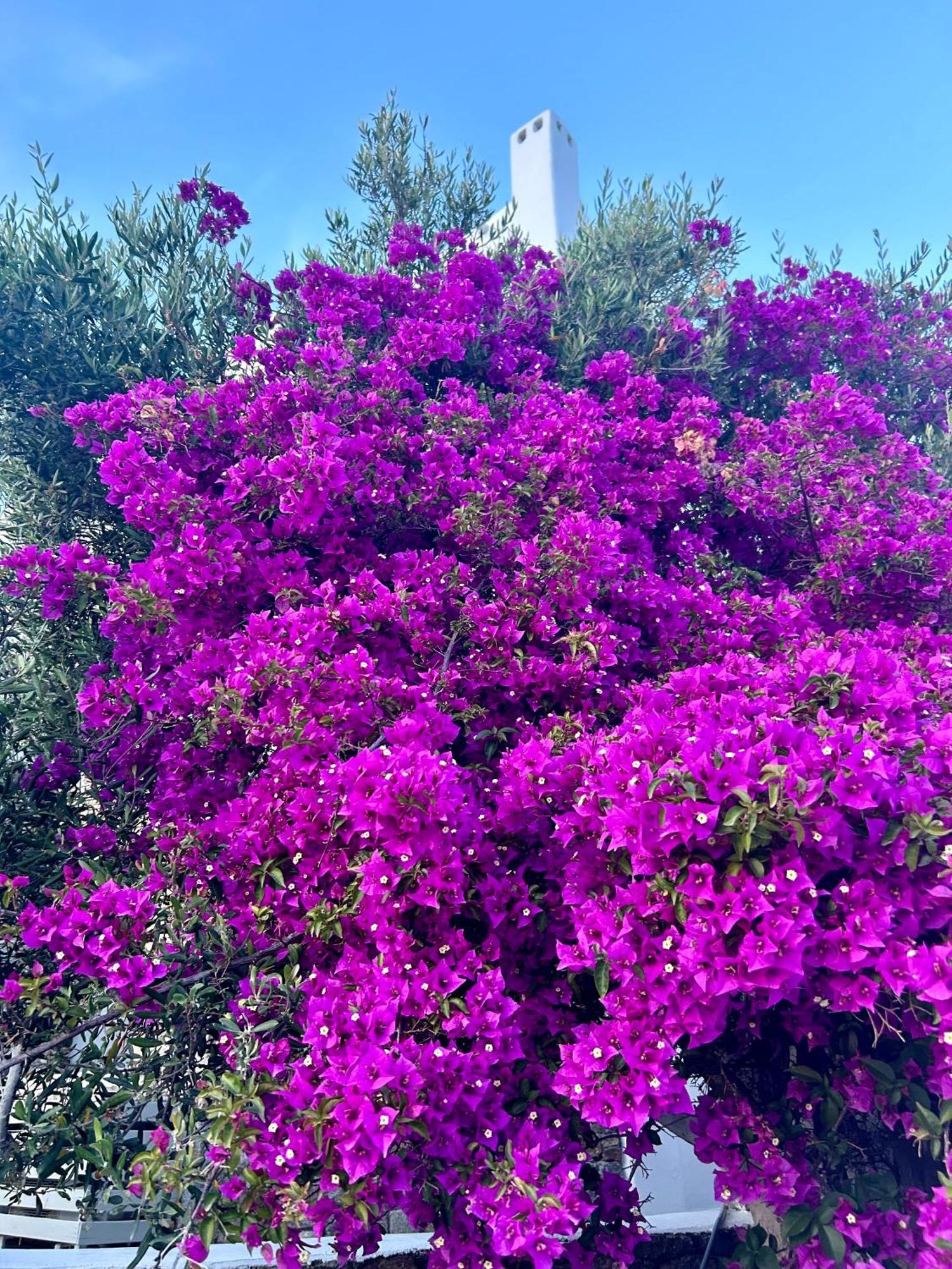 Aparthotel Paolas Sunset Agios Stefanos (Mykonos)